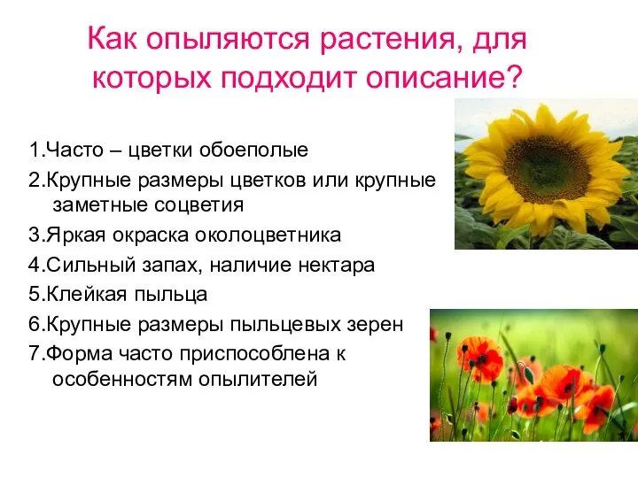 1.Часто – цветки обоеполые 2.Крупные размеры цветков или крупные заметные соцветия 3.Яркая