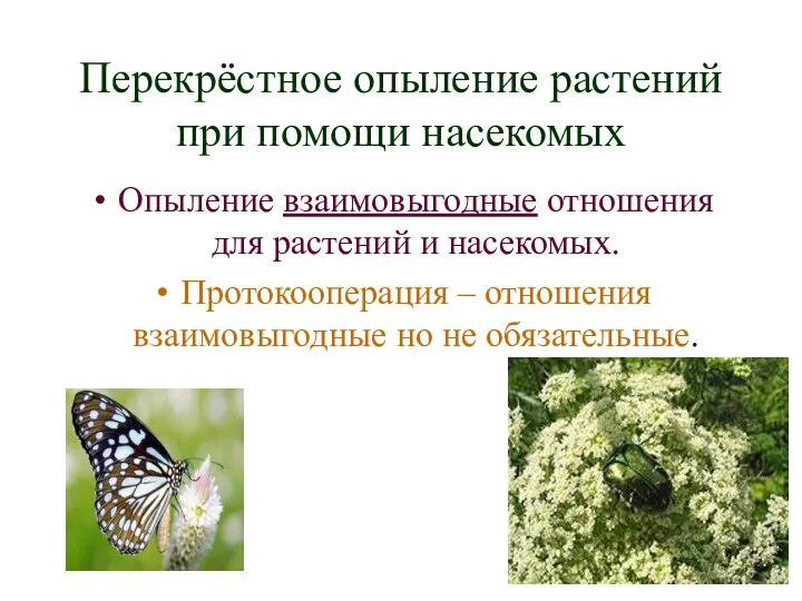 Перекрёстное опыление растений при помощи насекомых Опыление взаимовыгодные отношения для растений и