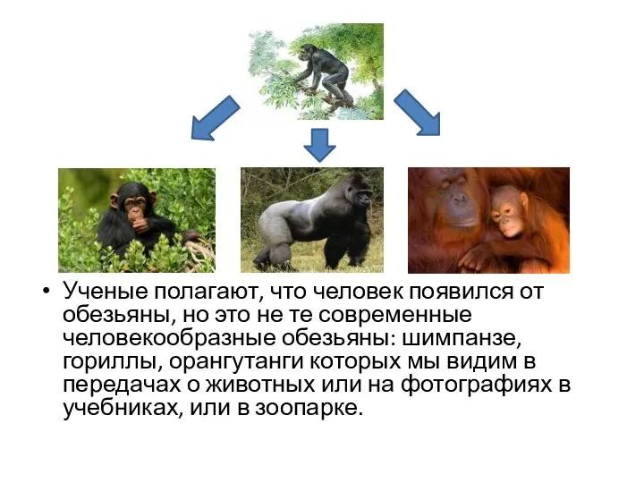 Ученые полагают, что человек появился от обезьяны, но это не те современные