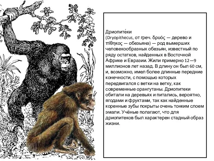 Дриопите́ки (Dryopithecus, от греч. δρυός — дерево и πίθηκος — обезьяна) —