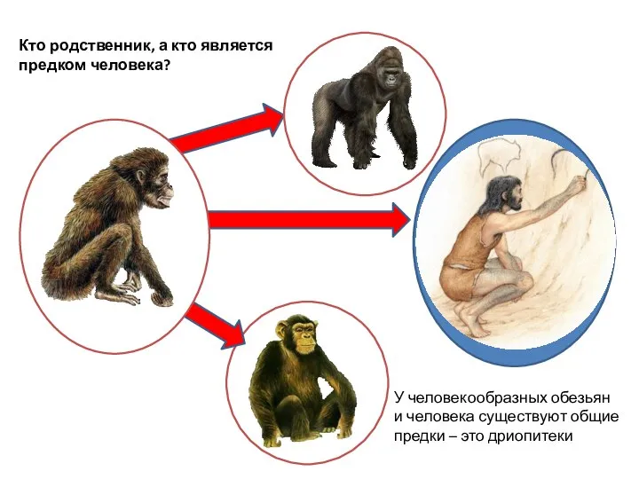 Кто родственник, а кто является предком человека? У человекообразных обезьян и человека