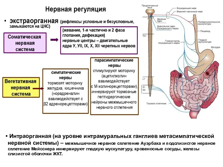 Интраорганная (на уровне интрамуральных ганглиев метасимпатической нервной системы) – межмышечное нервное сплетение