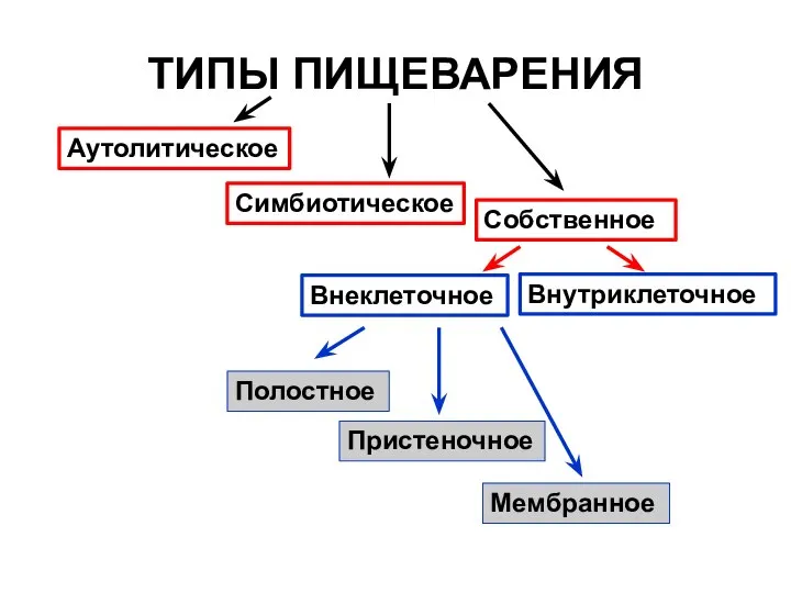 ТИПЫ ПИЩЕВАРЕНИЯ Аутолитическое Симбиотическое Собственное Внутриклеточное Внеклеточное Полостное Пристеночное Мембранное