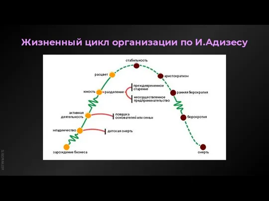 Жизненный цикл организации по И.Адизесу