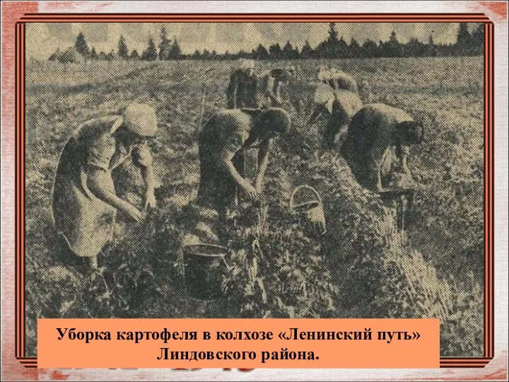 Уборка картофеля в колхозе «Ленинский путь» Линдовского района.