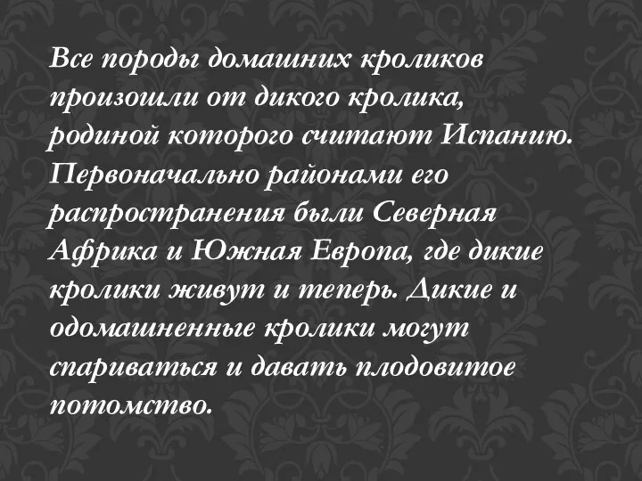 Все породы домашних кроликов произошли от дикого кролика, родиной которого считают Испанию.Первоначально