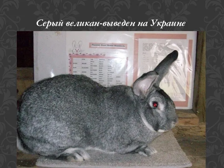 Серый великан-выведен на Украине