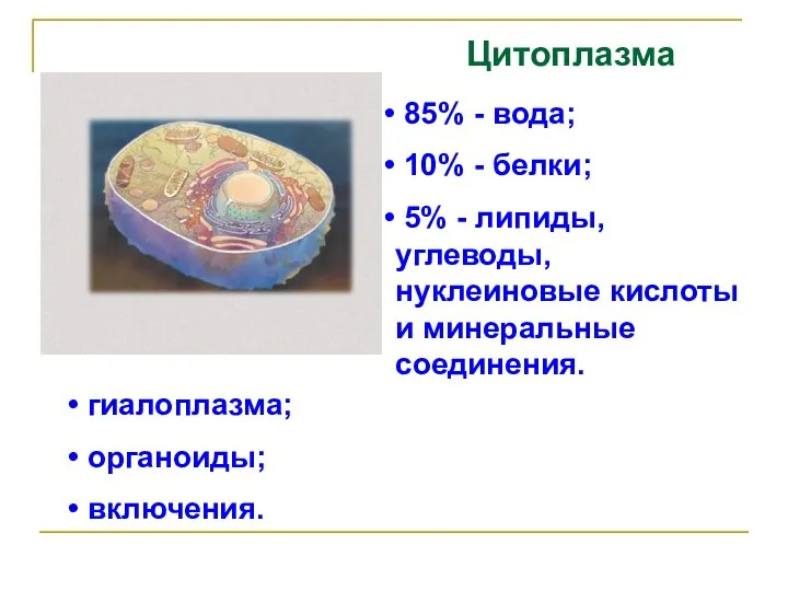 Цитоплазма 85% - вода; 10% - белки; 5% - липиды, углеводы, нуклеиновые