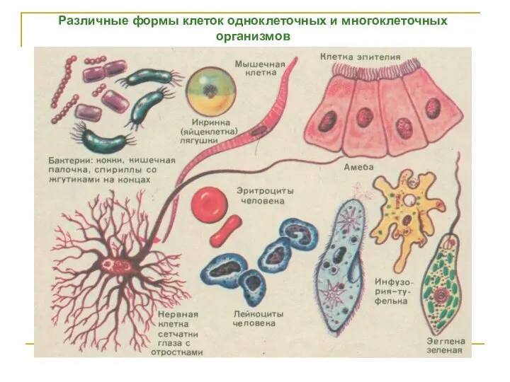 Различные формы клеток одноклеточных и многоклеточных организмов