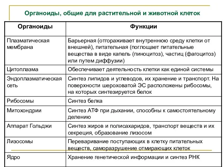 Органоиды, общие для растительной и животной клеток