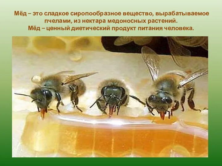 Мёд – это сладкое сиропообразное вещество, вырабатываемое пчелами, из нектара медоносных растений.