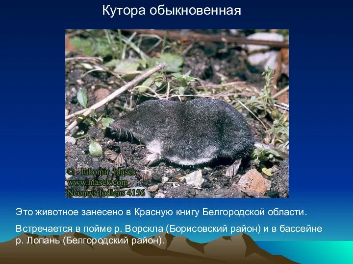 Кутора обыкновенная Это животное занесено в Красную книгу Белгородской области. Встречается в