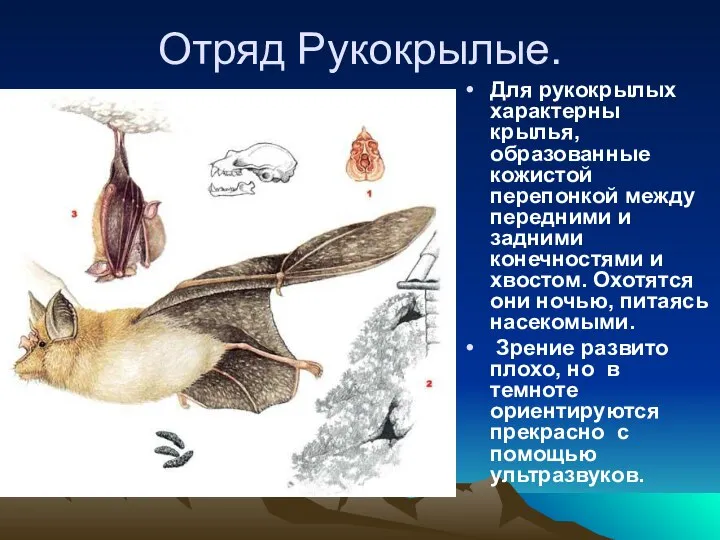 Отряд Рукокрылые. Для рукокрылых характерны крылья, образованные кожистой перепонкой между передними и