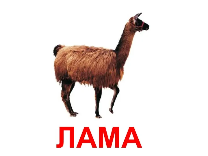 ЛАМА