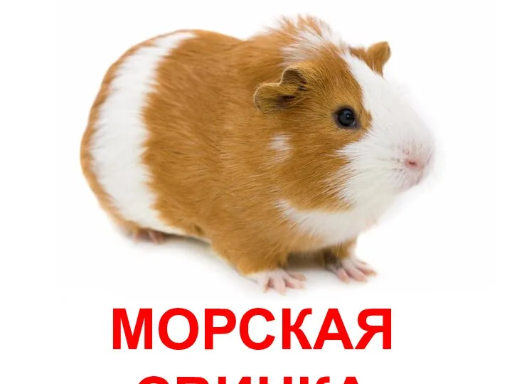 МОРСКАЯ СВИНКА