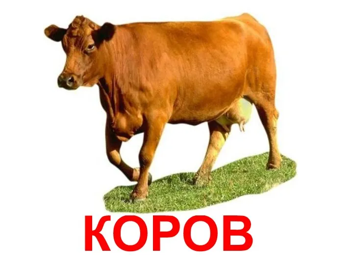 КОРОВА