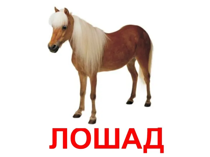 ЛОШАДЬ