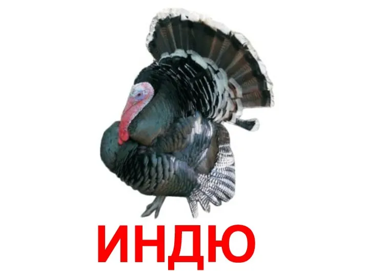 ИНДЮК