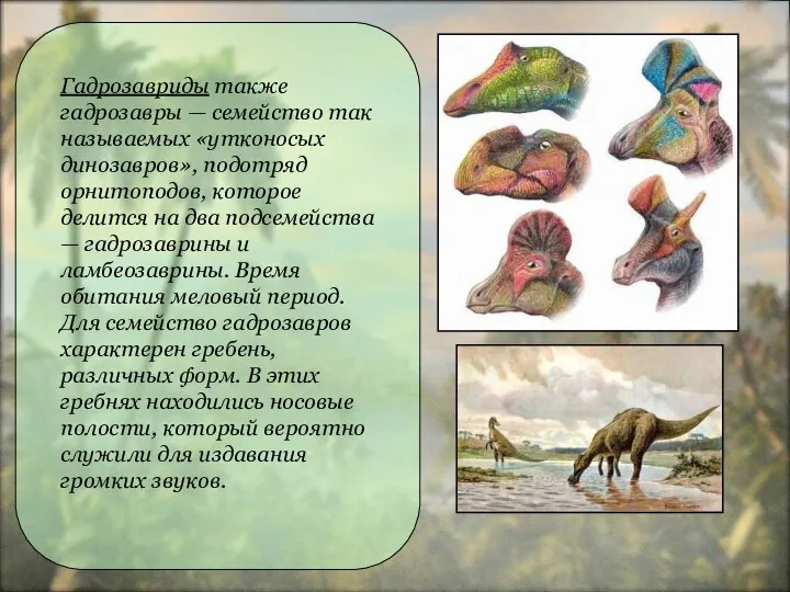 Гадрозавриды также гадрозавры — семейство так называемых «утконосых динозавров», подотряд орнитоподов, которое