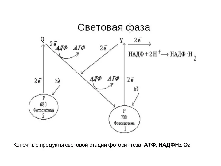 Конечные продукты световой стадии фотосинтеза: АТФ, НАДФН2, О2