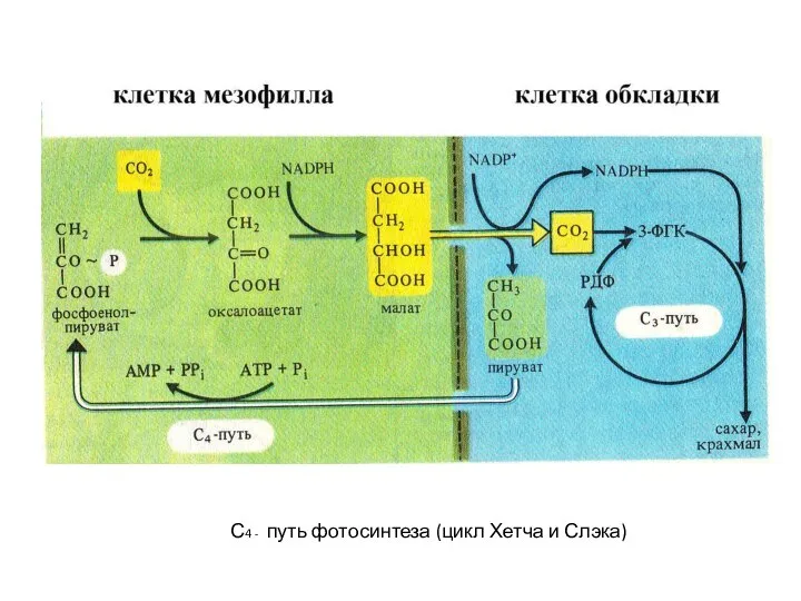 С4 - путь фотосинтеза (цикл Хетча и Слэка)