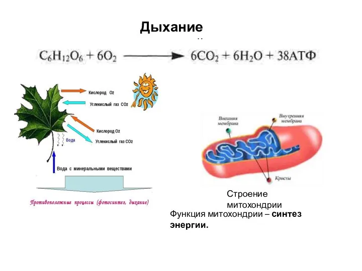 Дыхание растений Строение митохондрии Функция митохондрии – синтез энергии.