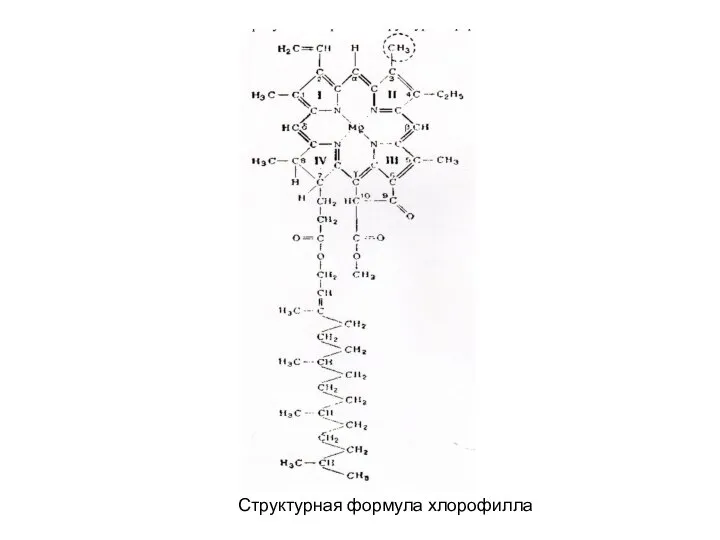 Структурная формула хлорофилла