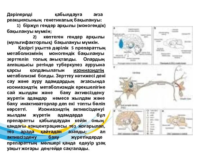 Дәрілерлді қабылдауға ағза реакциясының генетикалық бақылануы: 1) біржұп гендер арқылы (моногендік) бақылануы