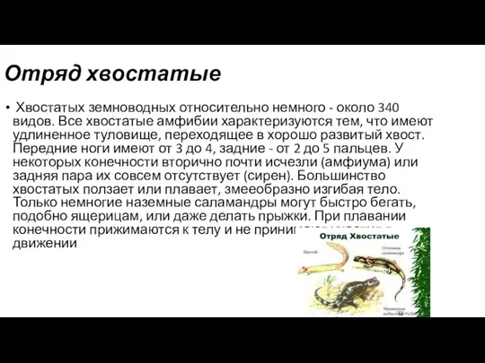 Отряд хвостатые Хвостатых земноводных относительно немного - около 340 видов. Все хвостатые