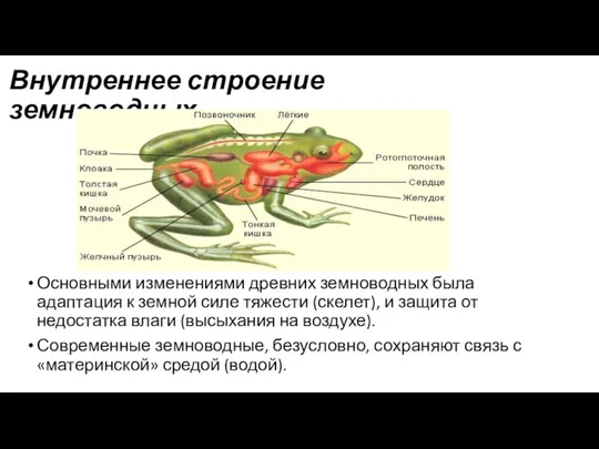 Внутреннее строение земноводных Основными изменениями древних земноводных была адаптация к земной силе