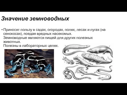 Значение земноводных Приносят пользу в садах, огородах, полях, лесах и лугах (на