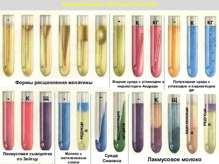 Биохимические свойства бактерий Формы расщепления желатины Жидкая среда с углеводом и индикатором