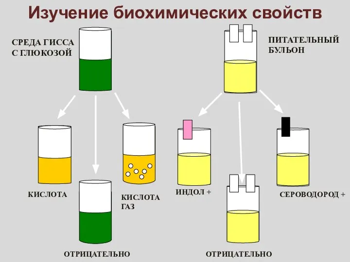 Изучение биохимических свойств КИСЛОТА КИСЛОТА ГАЗ ОТРИЦАТЕЛЬНО ОТРИЦАТЕЛЬНО ИНДОЛ + СЕРОВОДОРОД +