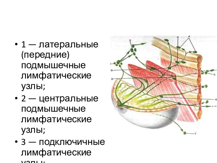 1 — латеральные (передние) подмышечные лимфатические узлы; 2 — центральные подмышечные лимфа­тические