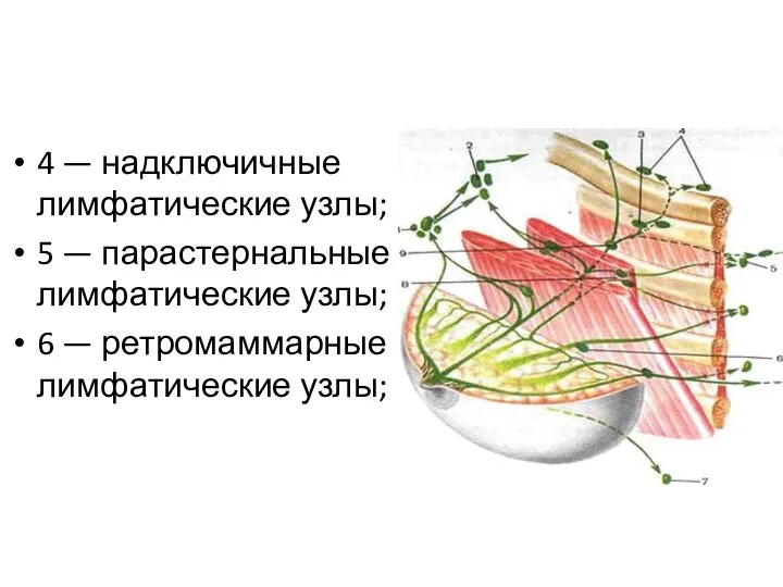 4 — надключичные лимфатические узлы; 5 — парастернальные лимфатические узлы; 6 — ретромаммарные лимфатические узлы;