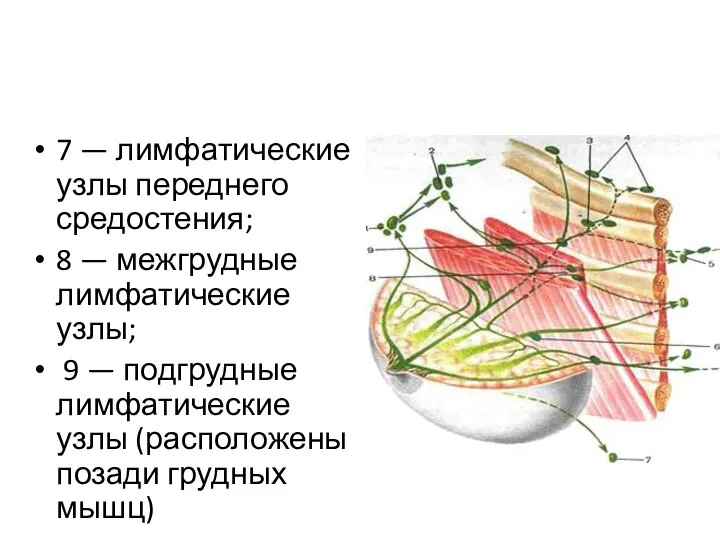 7 — лимфатические узлы переднего средостения; 8 — межгрудные лимфатические узлы; 9