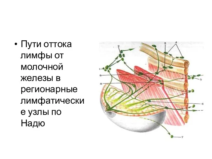 Пути оттока лимфы от молочной железы в регионарные лимфатические узлы по Надю