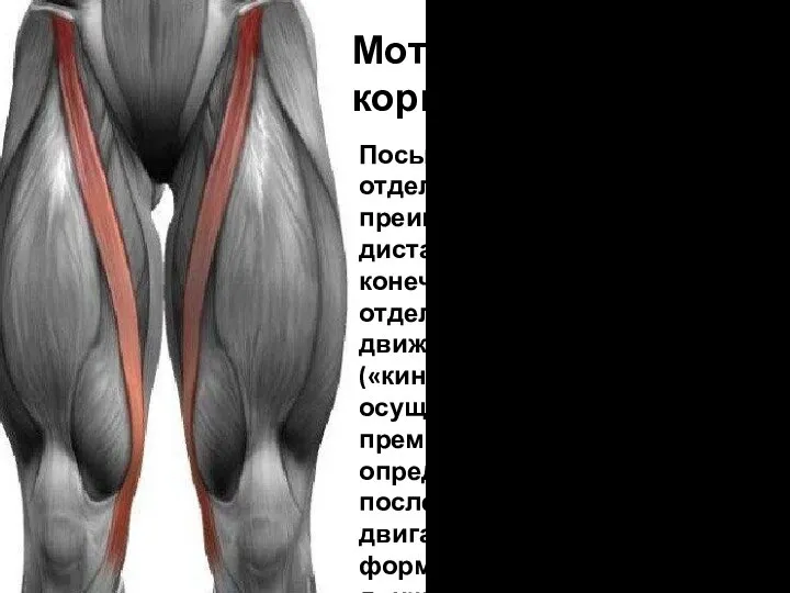 Посылает импульсы к отдельным мышцам, преимущественно к дистальным мышцам конечностей. Объединение отдельных