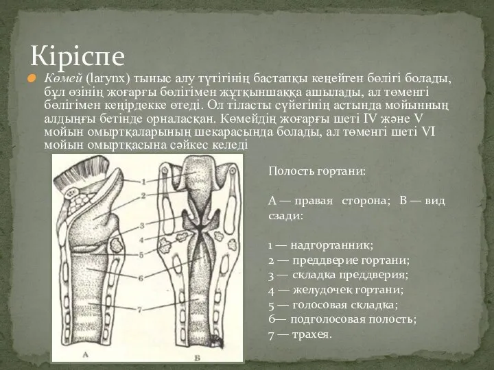 Көмей (larynx) тыныс алу түтігінің бастапқы кеңейген бөлігі болады, бұл өзінің жоғарғы