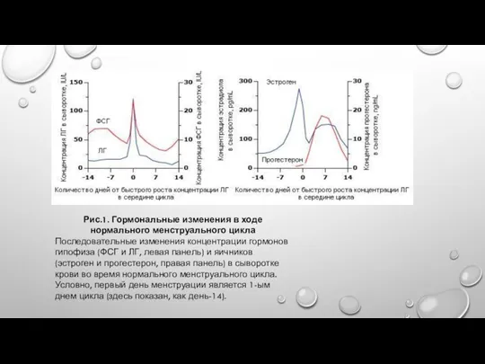 Рис.1. Гормональные изменения в ходе нормального менструального цикла Последовательные изменения концентрации гормонов