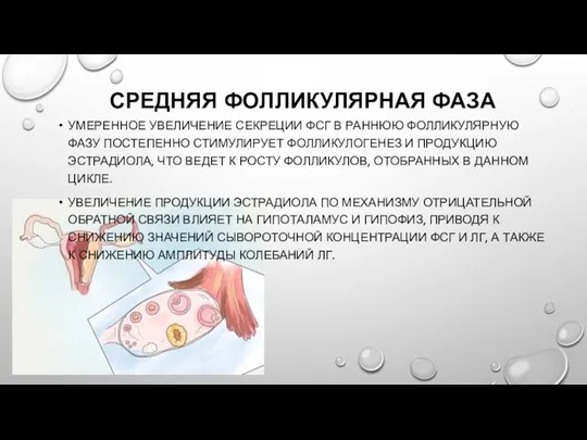 СРЕДНЯЯ ФОЛЛИКУЛЯРНАЯ ФАЗА УМЕРЕННОЕ УВЕЛИЧЕНИЕ СЕКРЕЦИИ ФСГ В РАННЮЮ ФОЛЛИКУЛЯРНУЮ ФАЗУ ПОСТЕПЕННО