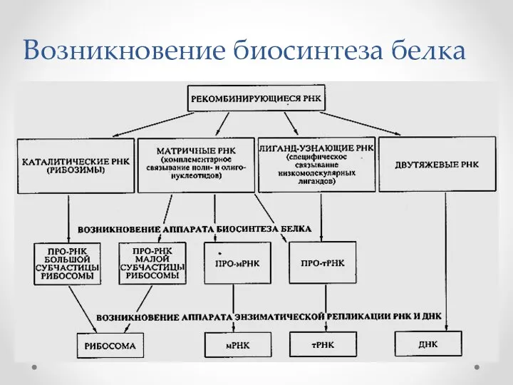 Возникновение биосинтеза белка