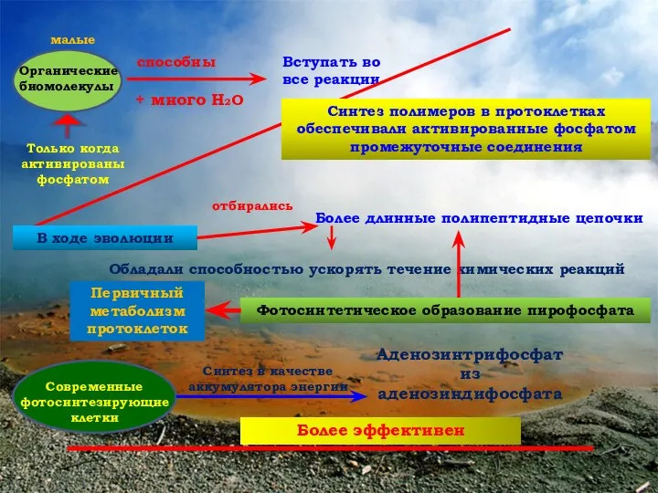 Органические биомолекулы малые способны + много H2O Вступать во все реакции Только