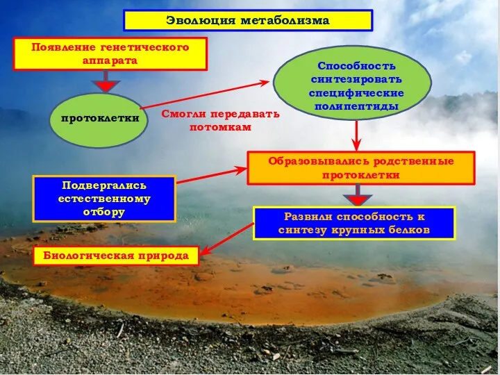 Эволюция метаболизма Появление генетического аппарата протоклетки Смогли передавать потомкам Способность синтезировать специфические