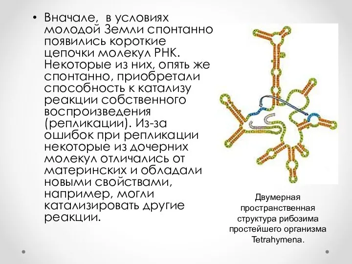 Вначале, в условиях молодой Земли спонтанно появились короткие цепочки молекул РНК. Некоторые