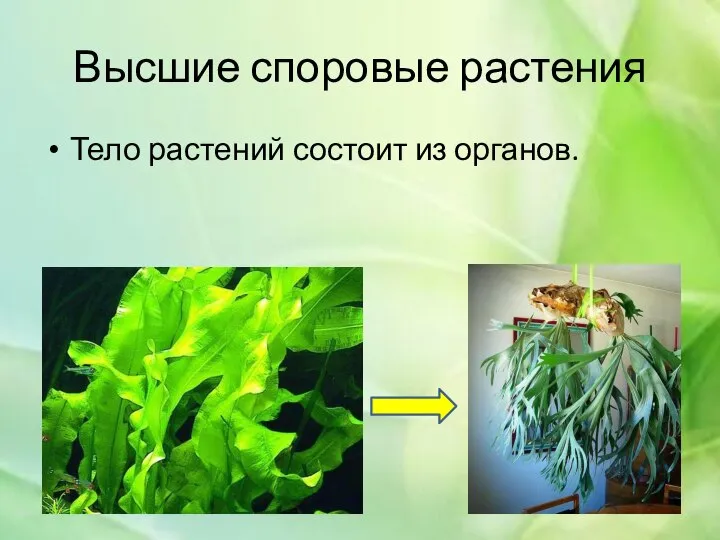 Высшие споровые растения Тело растений состоит из органов.