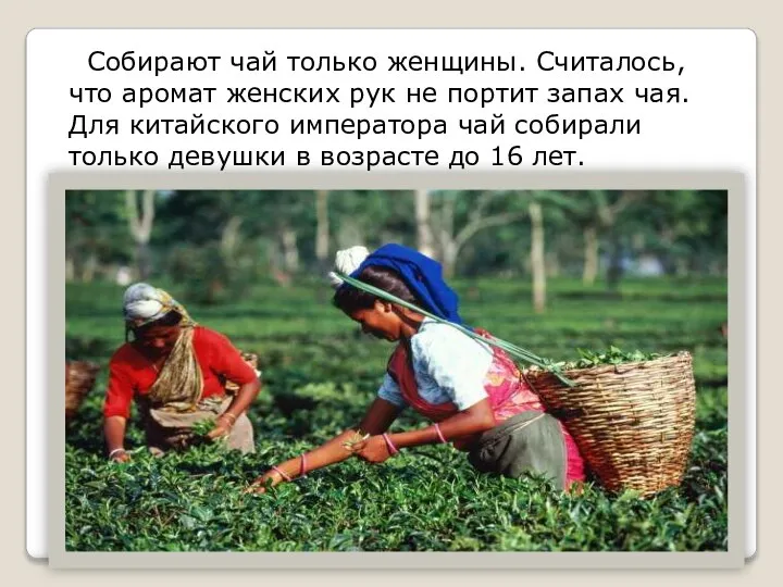 Собирают чай только женщины. Считалось, что аромат женских рук не портит запах