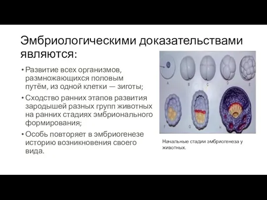 Эмбриологическими доказательствами являются: Развитие всех организмов, размножающихся половым путём, из одной клетки