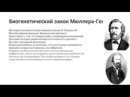 Биогенетический закон Мюллера-Геккеля Во второй половине 19 века немецкие ученые Э. Геккель