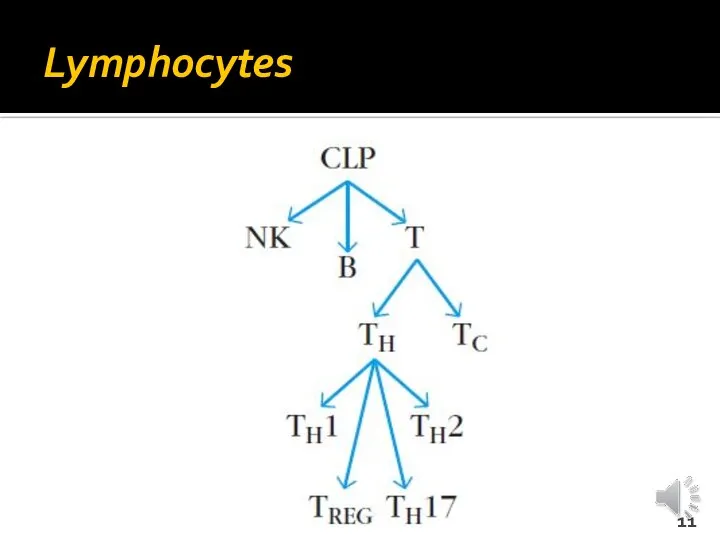 Lymphocytes